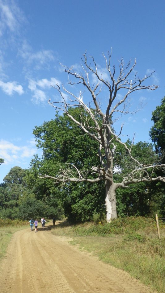 2020-08-20 07 Sandlings 5 - Rendlesham Forest.jpg